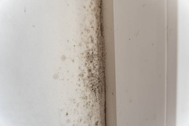 Professional Mold Removal in Westlake Corner, VA